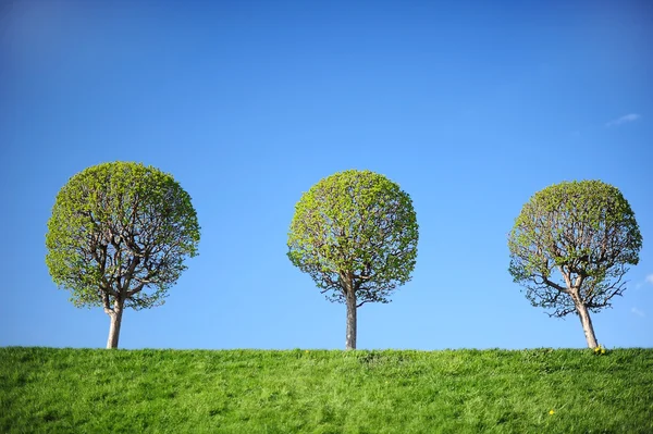 Drei junge Bäume — Stockfoto
