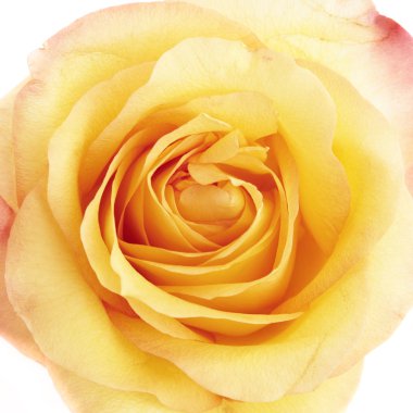 Beautiful yellow rose close-up clipart