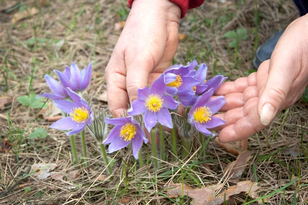 Flores de primavera y mano de mujer — Foto de Stock