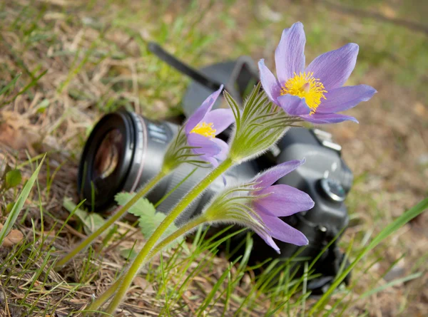Frühlingsblume und Kamera — Stockfoto