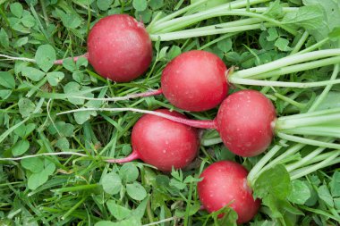 Five red radishes on the grass clipart