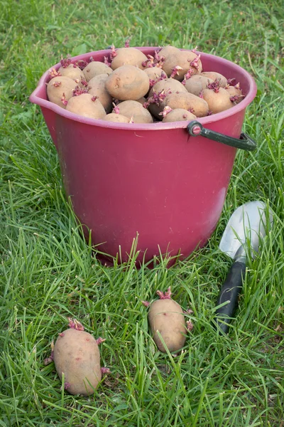 Saatkartoffeln im Eimer — Stockfoto