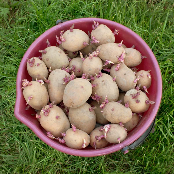 Ведро, полное семенной картошки — стоковое фото