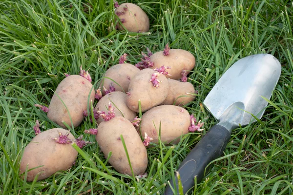 Potatis utsäde liggande i gräset — Stockfoto