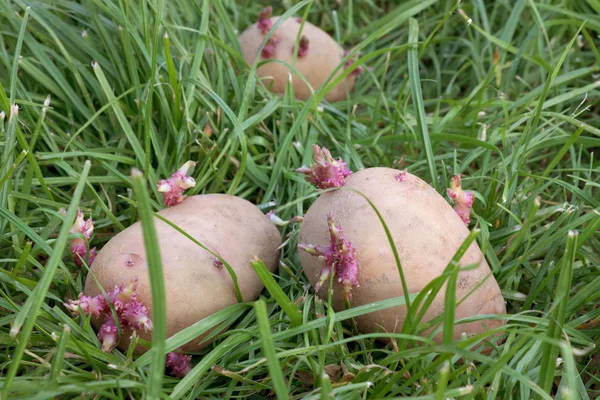 Drie gekiemde aardappelen op een gras — Stockfoto