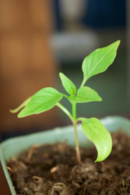 Seedlings are grown in the spring clipart