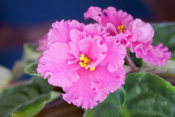 stock image Room flower (Saintpaulia ionantha)