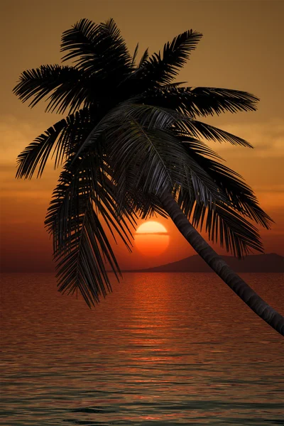 Palm tree sunset — Stock Photo, Image