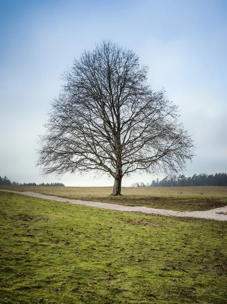 Sen drzewa — Zdjęcie stockowe