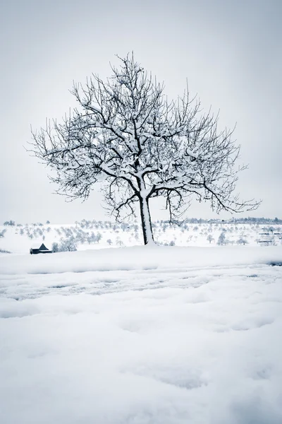 Winterbaum — Stockfoto