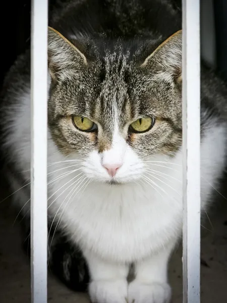 stock image Cat watching