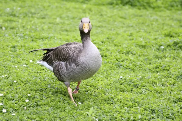 Grey goose z — Zdjęcie stockowe