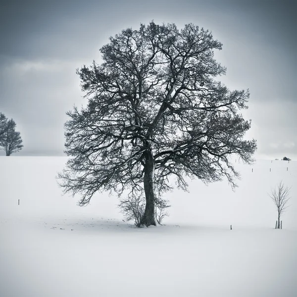 Albero nevoso — Foto Stock