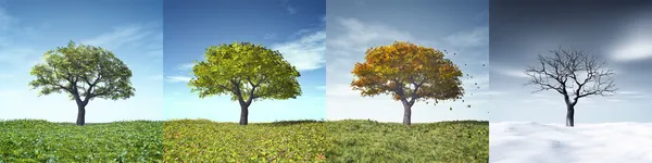 Čtyři roční období strom — Stock fotografie