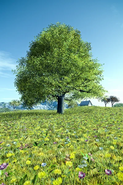 Árbol de verano — Foto de Stock