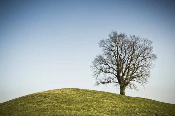 Yapraksız ağaç — Stok fotoğraf