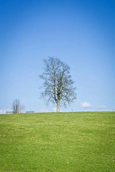 Albero senza foglie — Foto Stock