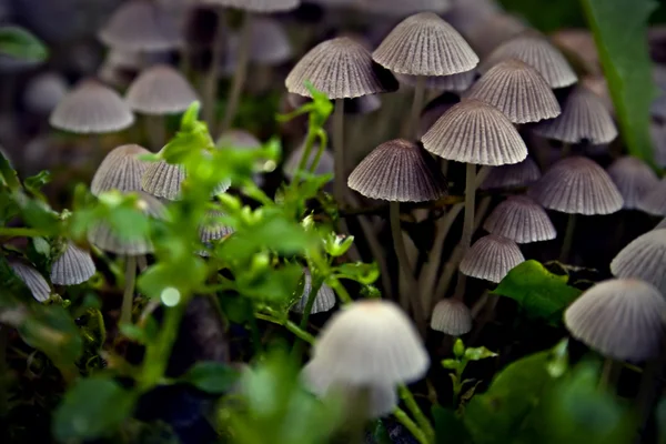 Mushrooms growing Stock Image