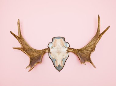 Moose Horn clipart