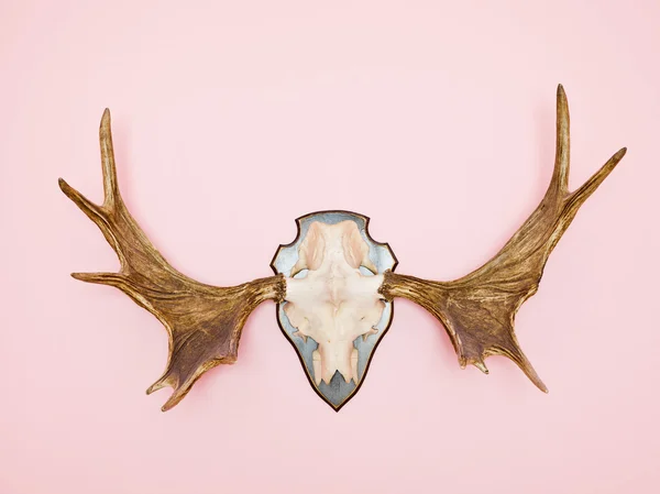 Moose Horn — Stock Photo, Image