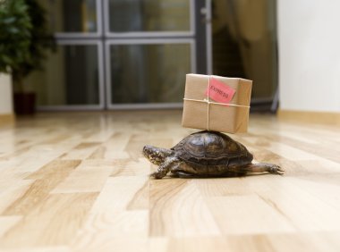 Delivery Turtle clipart