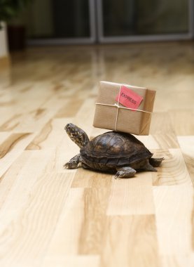 Delivery Turtle