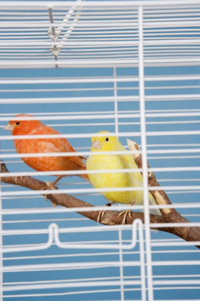 Evde beslenen hayvan kuş — Stok fotoğraf