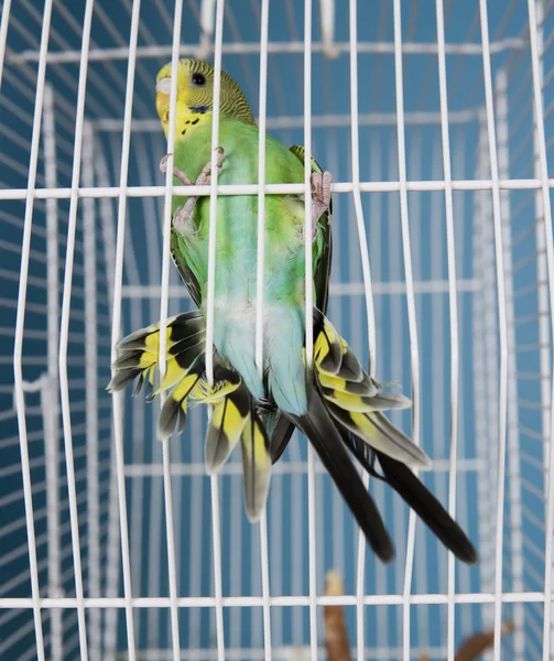 Latający ptak zwierzę — Zdjęcie stockowe
