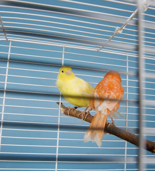 Evde beslenen hayvan kuş — Stok fotoğraf