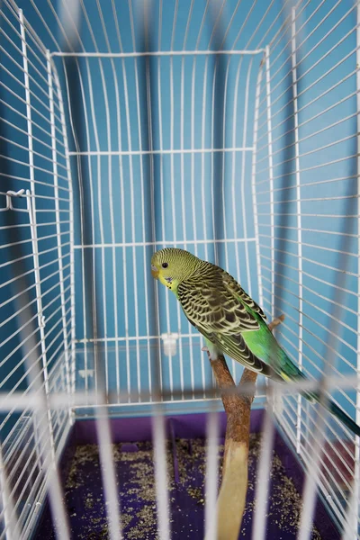 Pájaro mascota —  Fotos de Stock