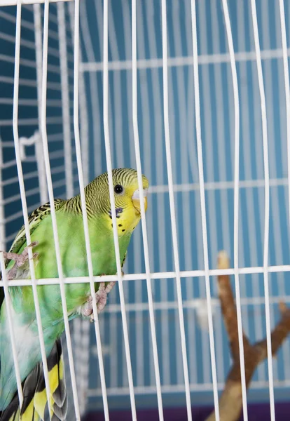 Pet птахів — стокове фото
