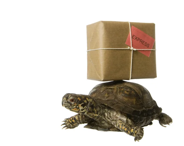 stock image Delivery Turtle