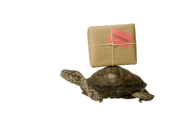 Leverans sköldpadda — Stockfoto