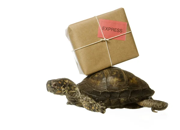 Delivery Turtle — Stock Photo, Image