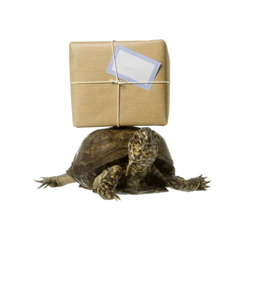 Delivery Turtle — Stock Photo, Image