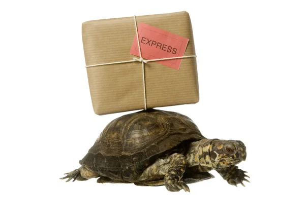 Leverans sköldpadda — Stockfoto