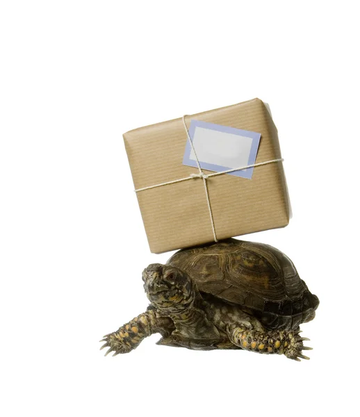 stock image Delivery Turtle