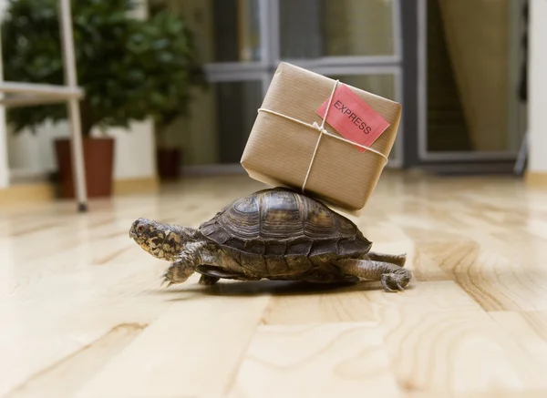 Delivery Turtle — Stockfoto