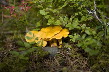 Chanterelles