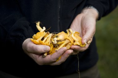 chanterelles holding