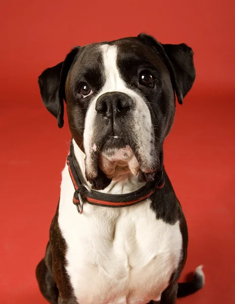 Cão triste — Fotografia de Stock