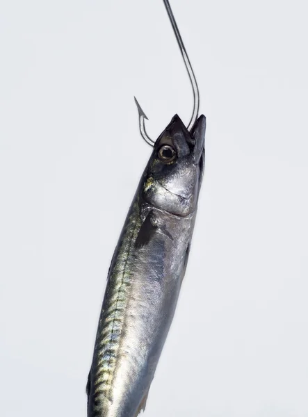 Çengel balık — Stok fotoğraf