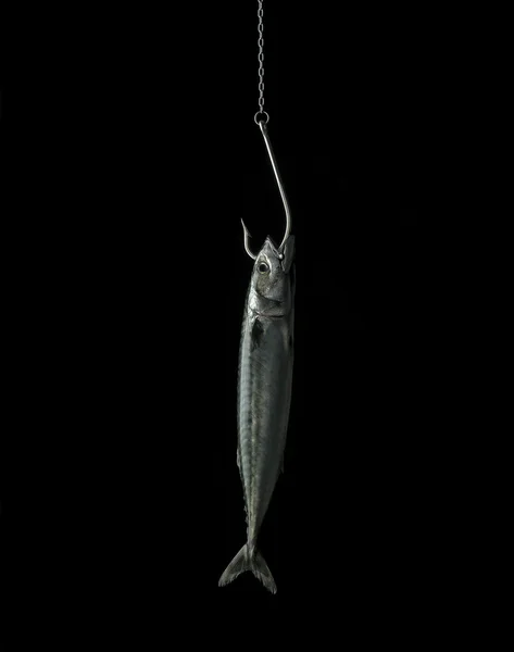 Çengel balık — Stok fotoğraf