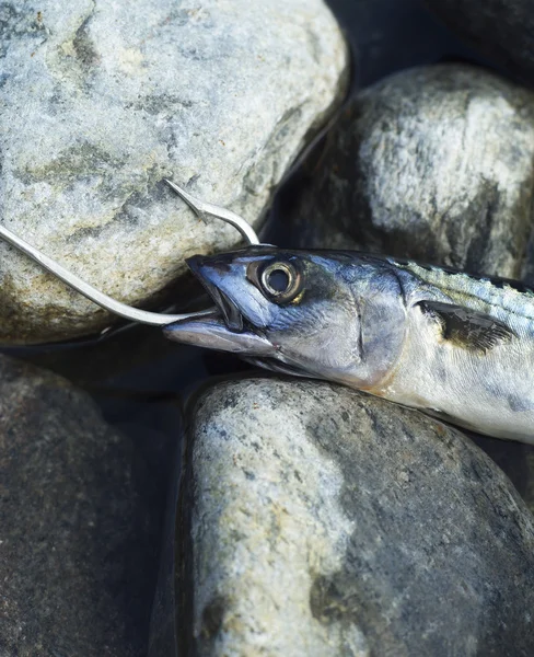 stock image Hooked Fish