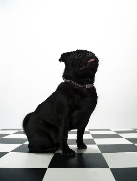 Französische Bulldogge — Stockfoto