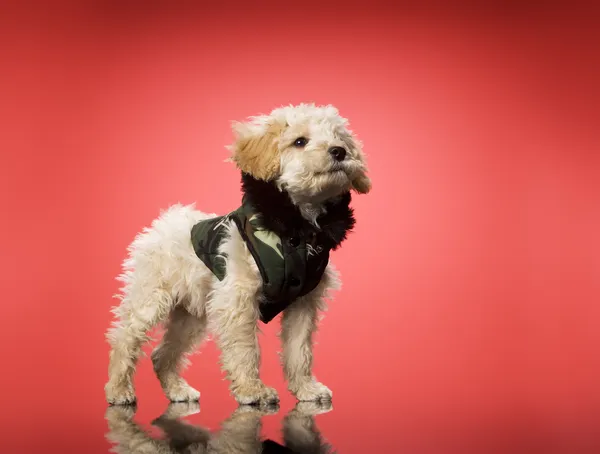 Süßer Hund — Stockfoto