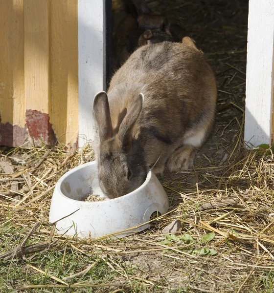 Кролик їсть — стокове фото