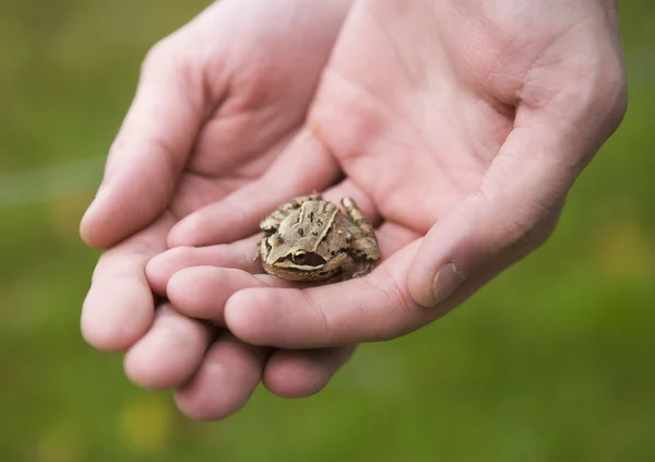 Trapped Frog — Stock Photo, Image