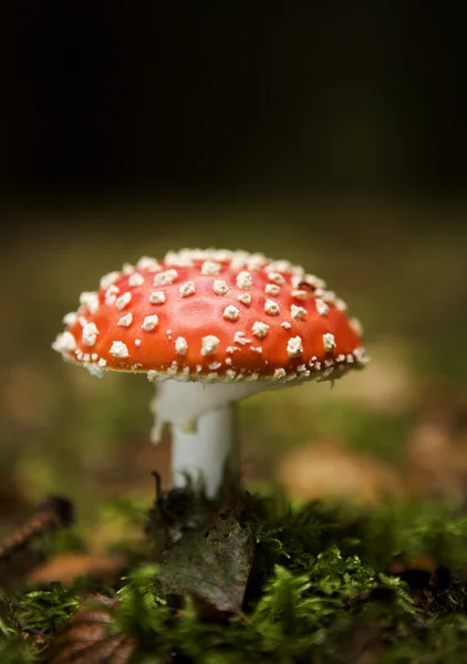 Fly Agaric — Stock Photo, Image