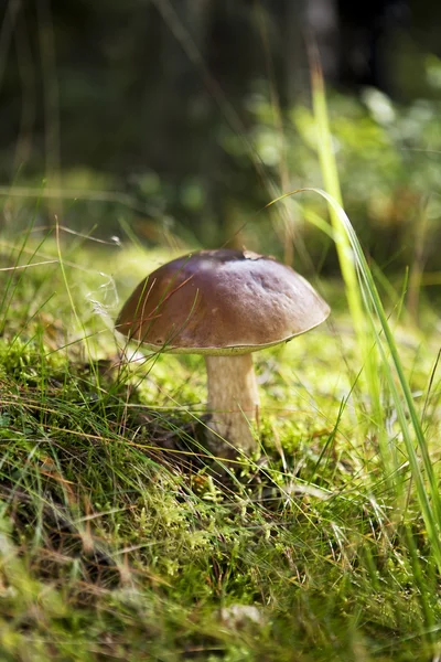 Mushroom Foray — Stock Photo, Image